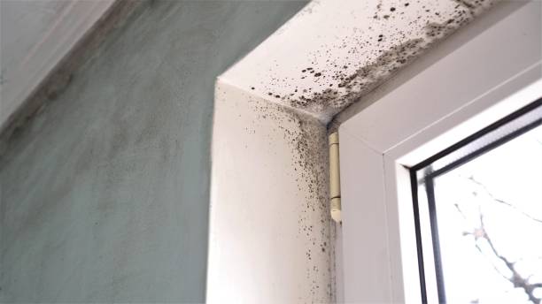 Professional Mold Remediation in Redland, AL